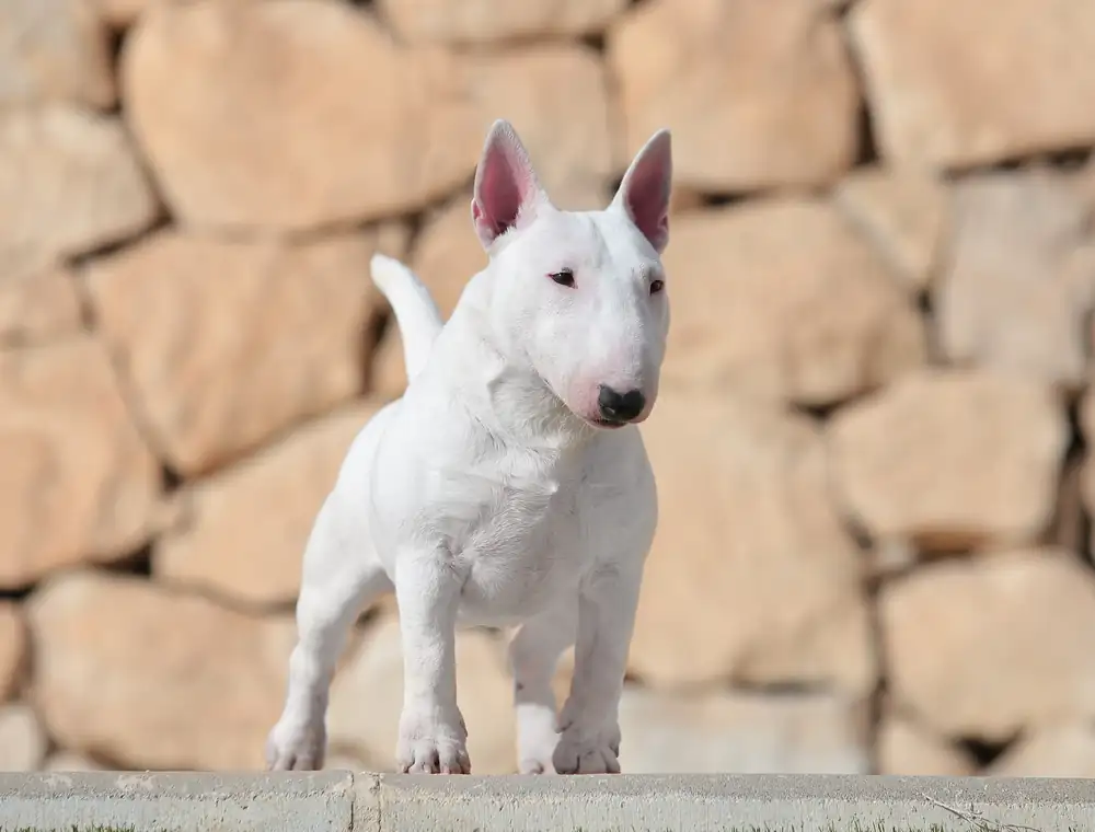 Miniature bull terrier standing outdoors