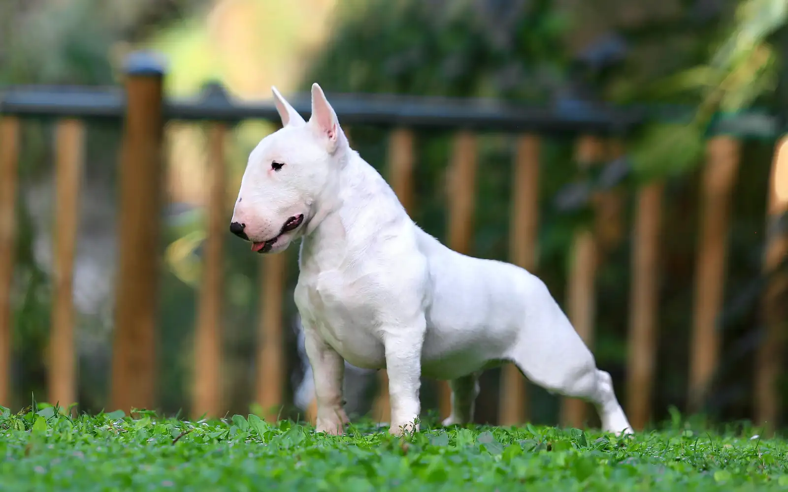 Miniature bull terrier standing in profile outdoors