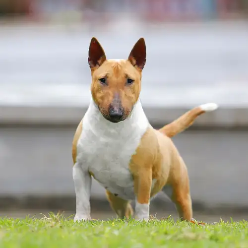 Kennel photo