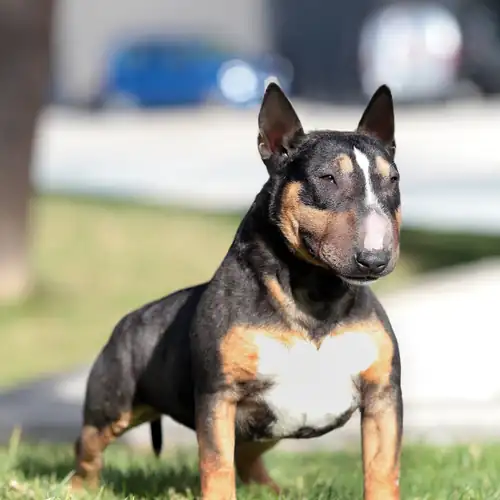 Kennel photo