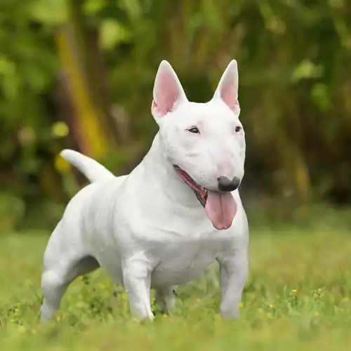 Kennel photo
