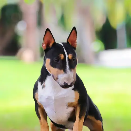 Kennel photo