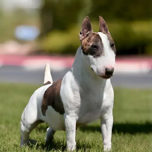 Kennel photo