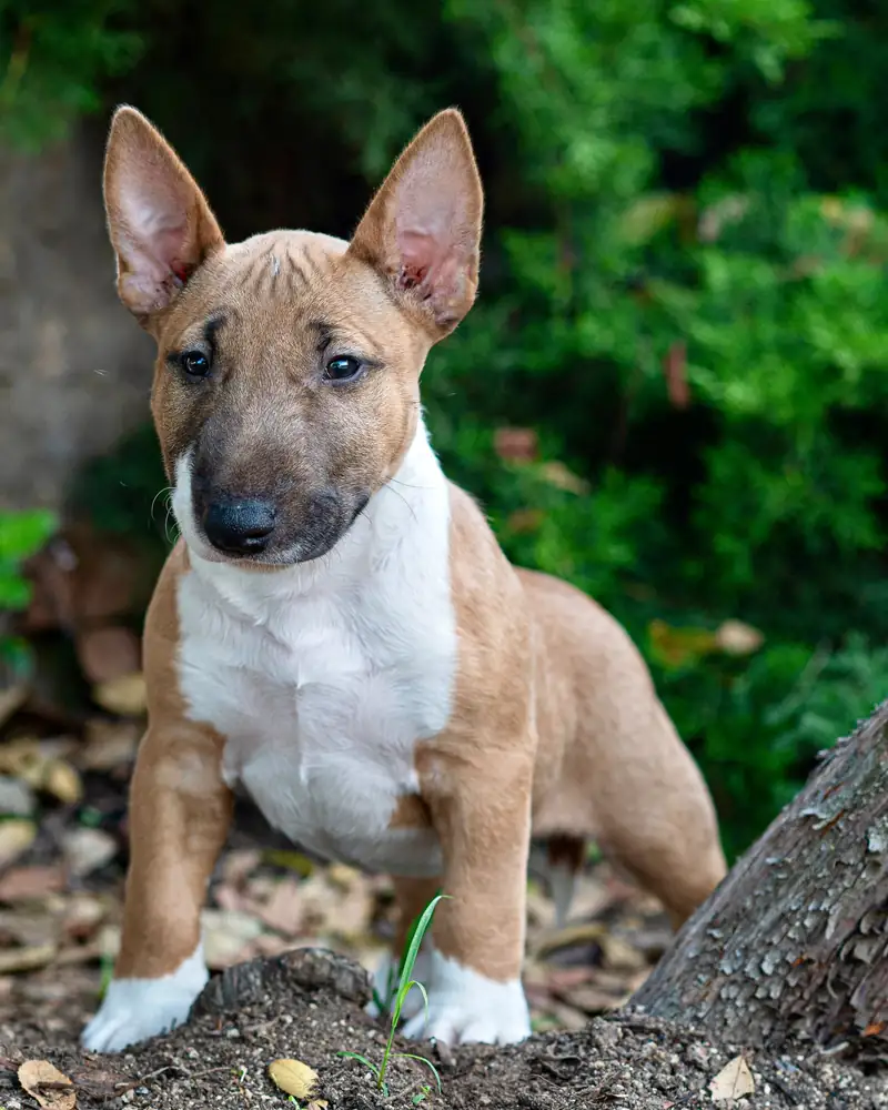 Miniature bull terrier puppy