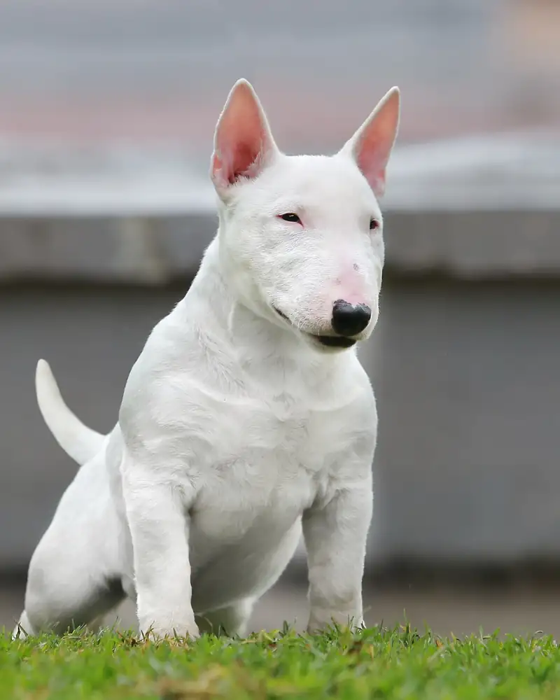 Young miniature bull terrier on grass