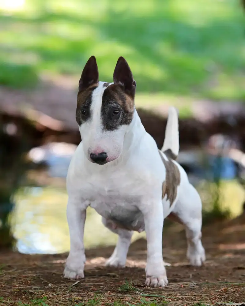Miniature bull terrier standing outdoors