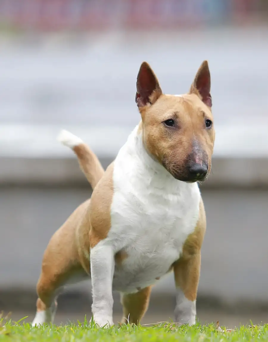 Miniature bull terrier portrait